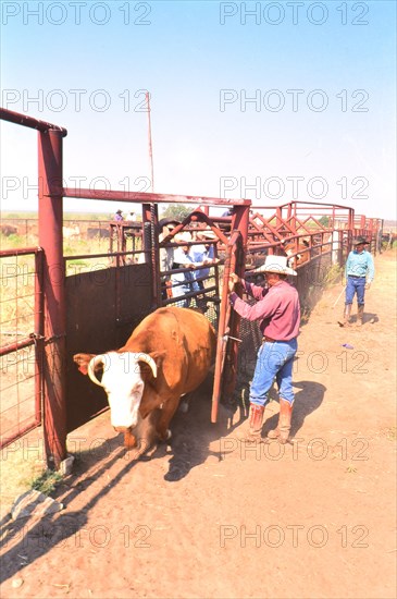 Authentic American Cowboys: 1990s Cowboys in the American west during spring branding time on a ranch near Clarendon Texas circa 1998. .