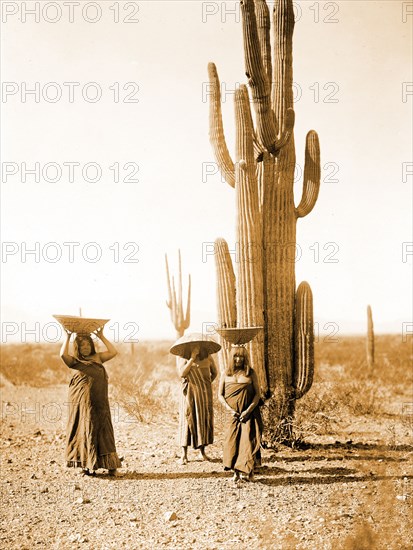 Edward S. Curits Native American Indians - Three Maricopa Indian women with baskets on their heads, standing by Saguaro cacti, gathering fruit circa 1907.