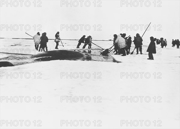 Eskimos Harpooning a Whale, Point Barrow, Alaska circa 1935.