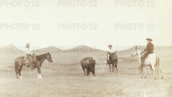 Cowboys, roping a buffalo on the plains 1887-1892.