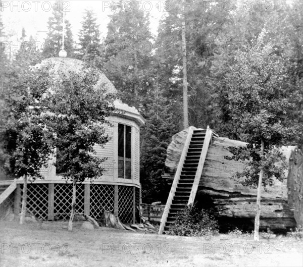 California History - Stump of the original Big Tree - Diameter 32 ft. - Mammoth Grove Hotel circa 1866.