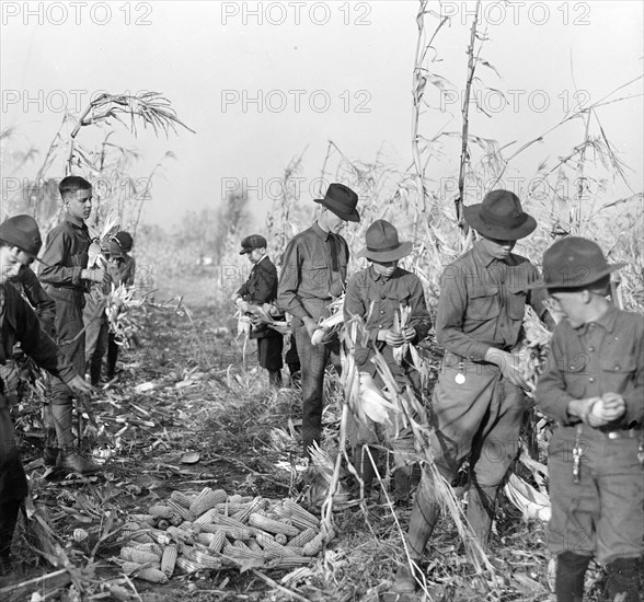 Boy Scouts working on a Boy Scout Farm circa 1917.