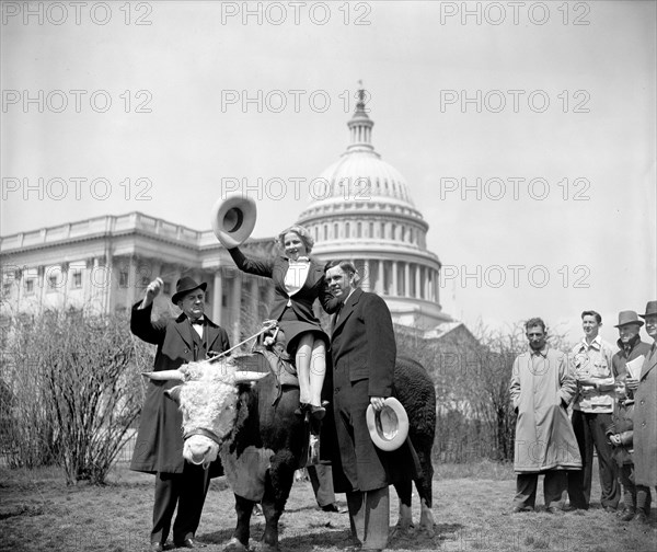 Senator Tom Conolly, Ellen Edgemon from Weatherford, and Rep. George H. Mahcall(?) from Texas, posed for photographs with hereford bull Scandalous John circa 1939.