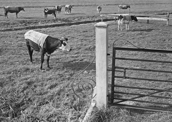 Cows in a meadow in the Netherlands wearing blankets to keep warm circa October 1947.