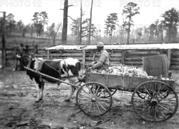 Farm wagon, driven by an African American man, Reed Camp, South Carolina circa December 1934.