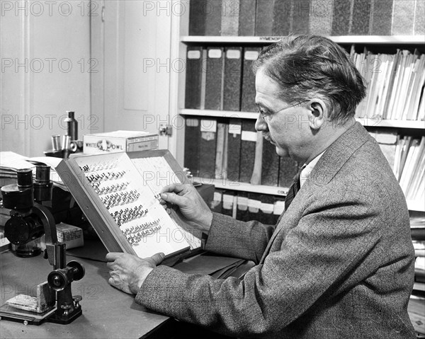 Man with insect collection looking at one of his specimens circa 1936.