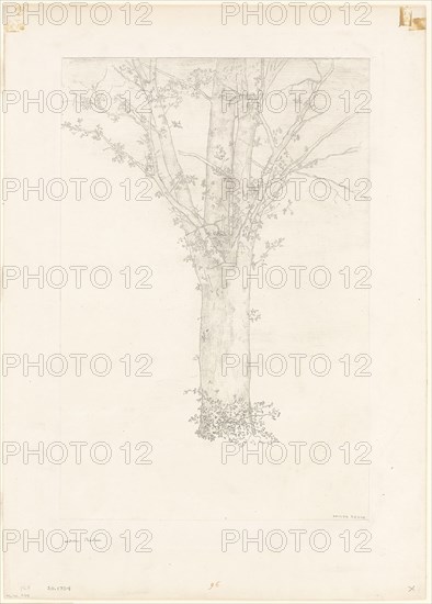 1892 Art Work -  Tree -  Odilon Redon.