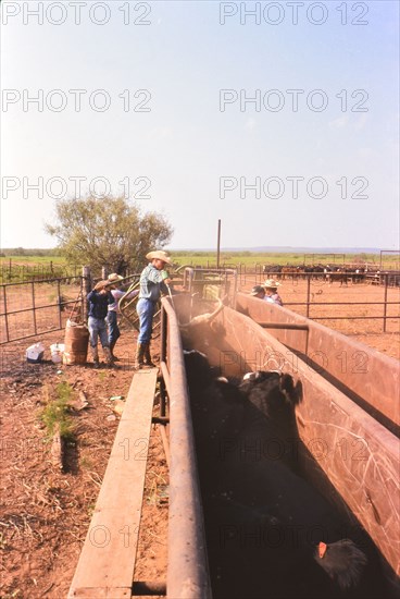 Authentic American Cowboys: 1990s Cowboys in the American west during spring branding time on a ranch near Clarendon Texas circa 1998. .