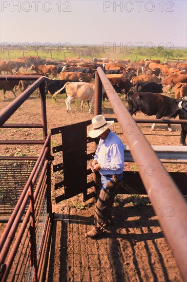 Authentic American Cowboys: 1990s Cowboys in the American west during spring branding time on a ranch near Clarendon Texas circa 1998. .