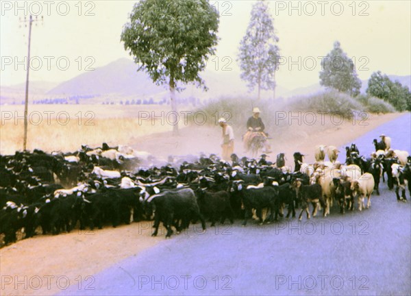 Cattle being herded down a road by men in Morocco circa 1969.