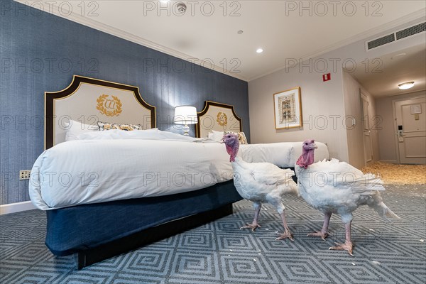 The Presidential Turkeys arrive at The Willard Hotel in Washington