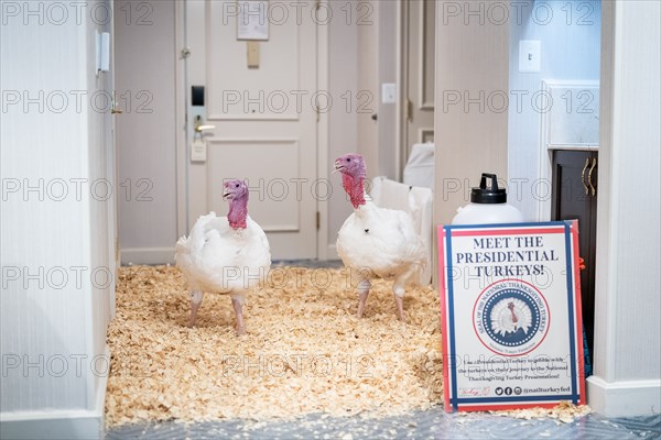 The Presidential Turkeys arrive at The Willard Hotel in Washington