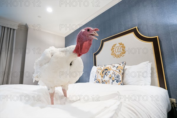 The Presidential Turkeys arrive at The Willard Hotel in Washington