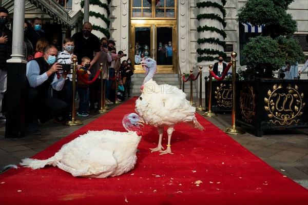 The Presidential Turkeys arrive at The Willard Hotel in Washington