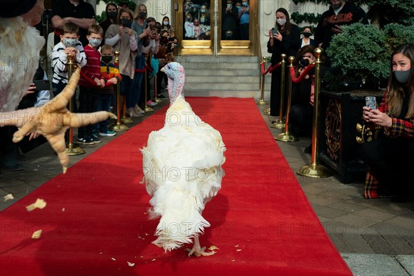 The Presidential Turkeys arrive at The Willard Hotel in Washington