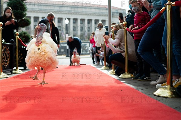 The Presidential Turkeys arrive at The Willard Hotel in Washington