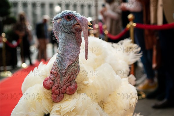 The Presidential Turkeys arrive at The Willard Hotel in Washington