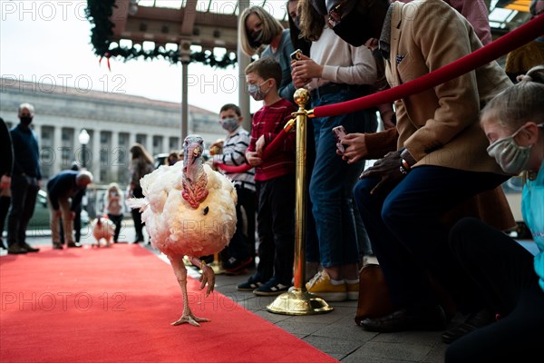 The Presidential Turkeys arrive at The Willard Hotel in Washington