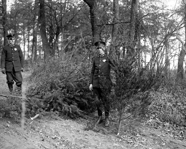 Cutting Christmas trees in a local park