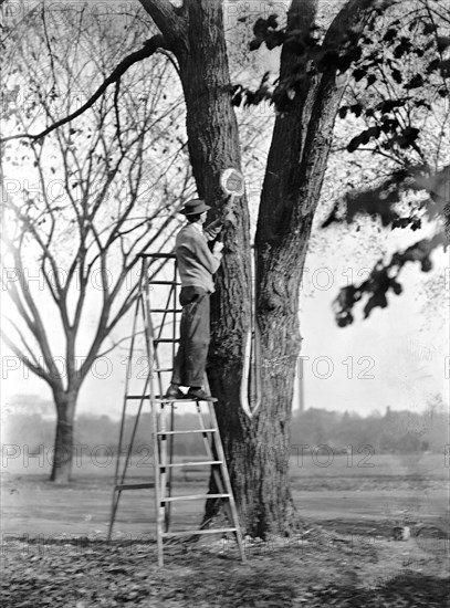 Worker with the Washington D.C. parks department conducting tree surgery