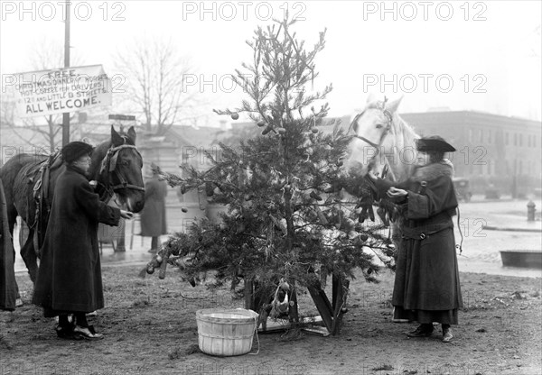 A Christmas tree for horses