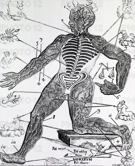 Zodiac or Vein man