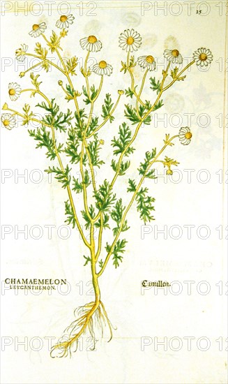 Chamaemelon levcanthemon