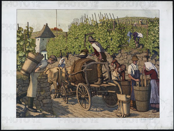 The grape harvest.