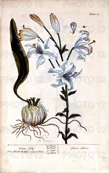 White lilly =: Lilium album ca