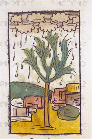 Manna Tree