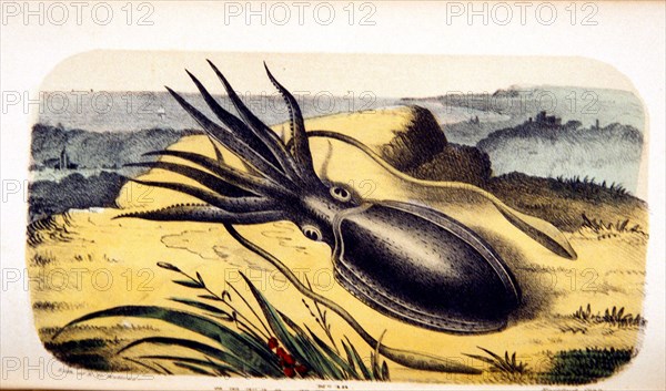 Sepia officinalis: Cuttle fish
