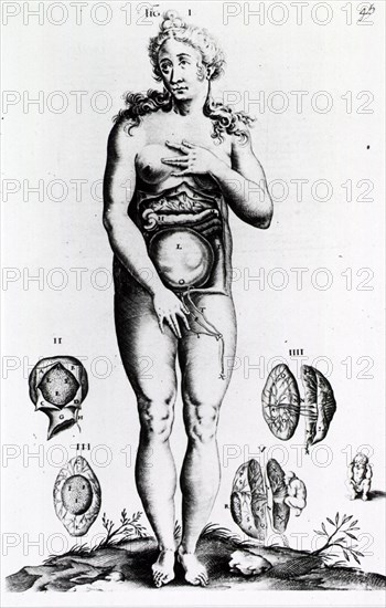 Obstetrics: Anatomy of female figure