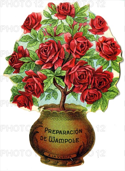 Preparación de Wampole: roses