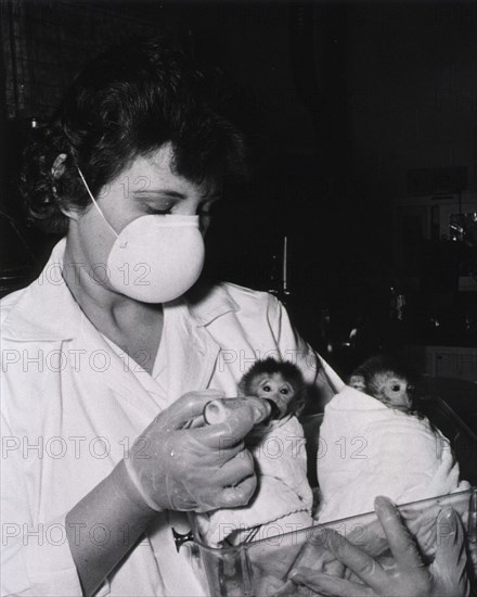 Showing baby monkeys being bottle-fed.