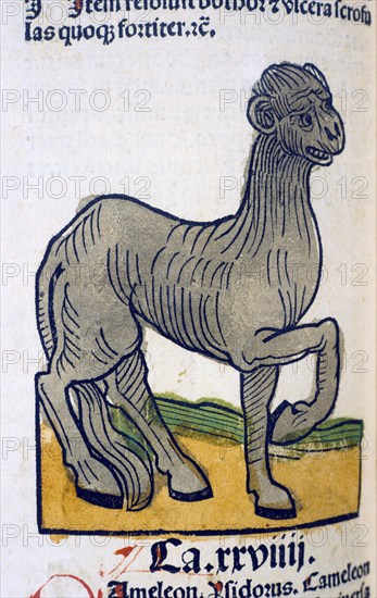 Hand-colored woodcut of the animal camelus