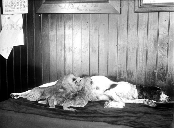 Three lion cubs