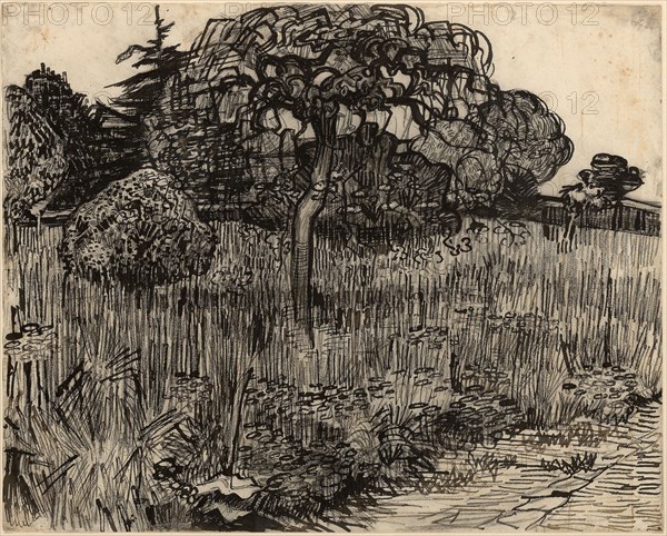Weeping Tree -  1889