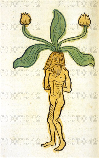 Mandragora vir ca. 1491