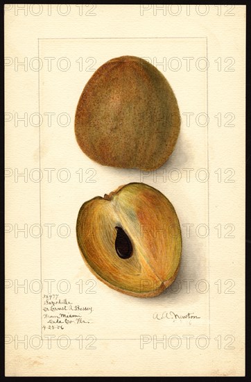 Watercolor Image of sapodillas (scientific name: Manilkara zapota), with this specimen originating in Miami, Dade County, Florida ca. 8 May 1906