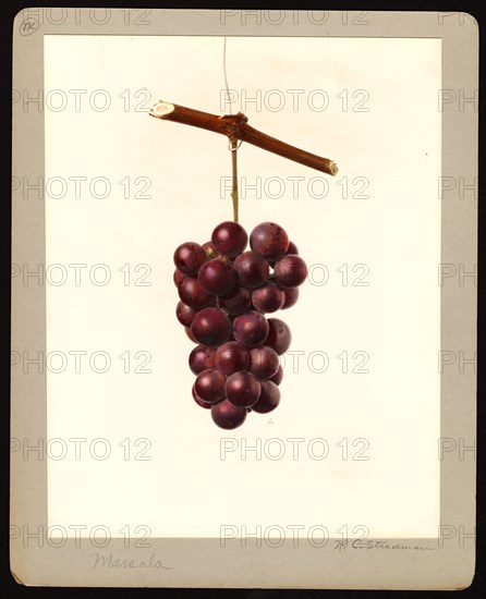 Watercolor Image of the Marsala variety of grapes (scientific name: Vitis) ca. 4 October 1933