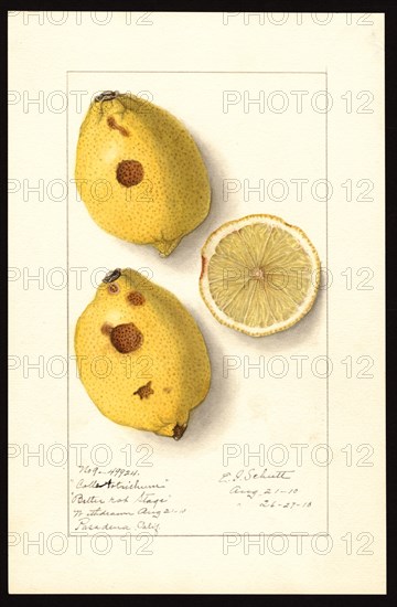 Watercolor Image of lemons (scientific name: Citrus limon), with this specimen originating in Pasadena, Los Angeles County ca. 26 August 1910
