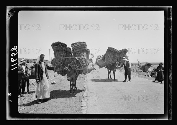 Mats loaded on mules going to market in the Huleh district of Galilee ca. 1940