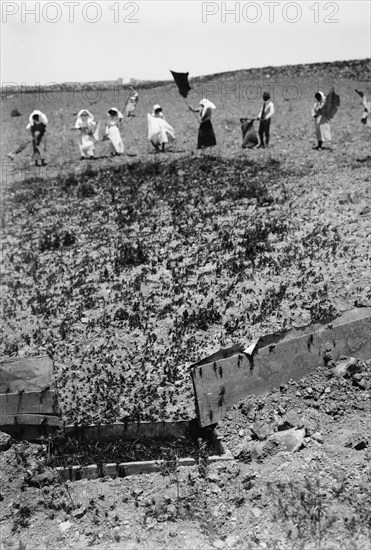 The terrible plague of locusts in Palestine, March-June 1915. Locusts entering the trap. ca. 1915