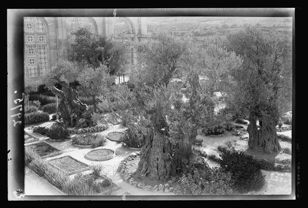 Mount of Olives and Gethsemane. The olive trees of Gethsemane ca. 1920