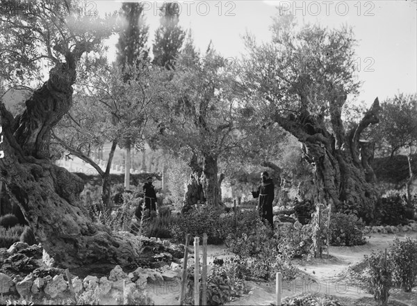 Mount of Olives and Gethsemane. The olive trees of Gethsemane ca. 1920