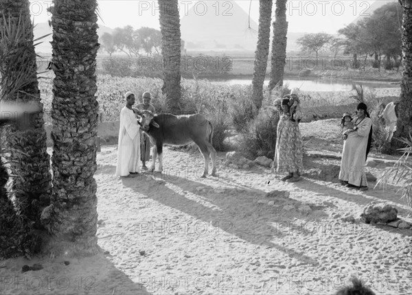 Peasant life in a paleu grove in Egypt, men with a cow, women with babies ca. between 1934 and 1939