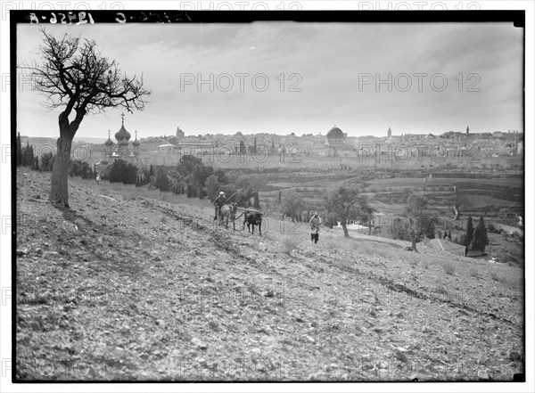 Church of Magdalene and Jerusalem as seen from the slopes of Mt. Olivet, man plowing behind a mule ca. between 1940 and 1946
