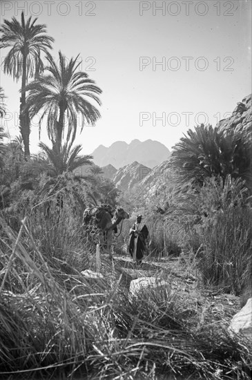 Man and his camel in  Wady Feiran and Jebel Serbal ca. 1900