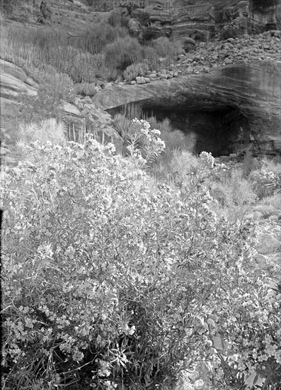 Petra (Wadi Musa). Es-Siyyagh Valley. Oleanders in bloom. Found in profusion throughout Petra ca. 1920