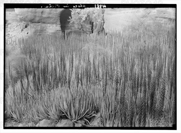 Petra (Wadi Musa area) in the Es-Siyyagh Valley. Patch of aloes. Aloe vulgaris L. ca. 1920